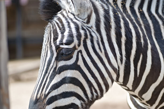 Zoo Ljubljana Zebra