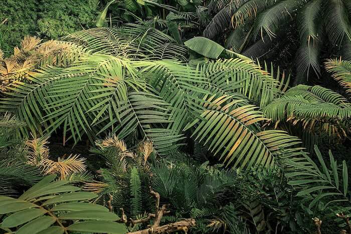 Botanischer Garten Ljubljana Beitrag